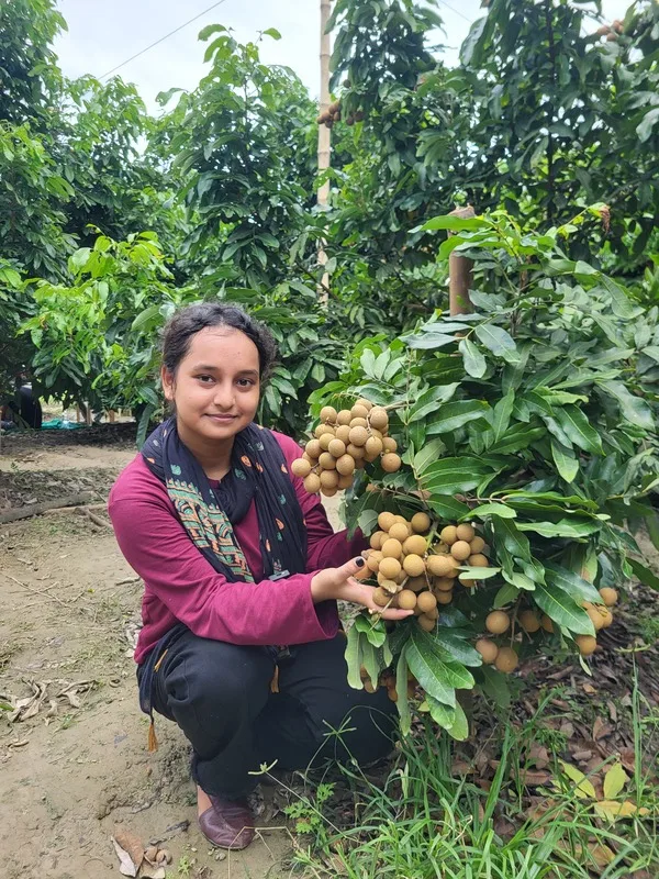 Organic longan fruit clusters hanging on tree