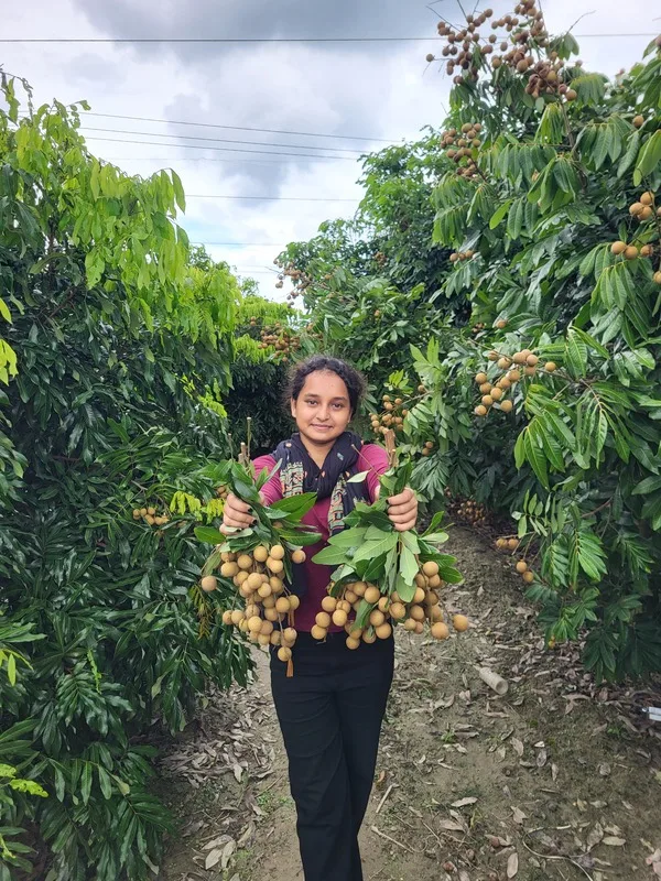 Freshly harvested longan fruits from orchard