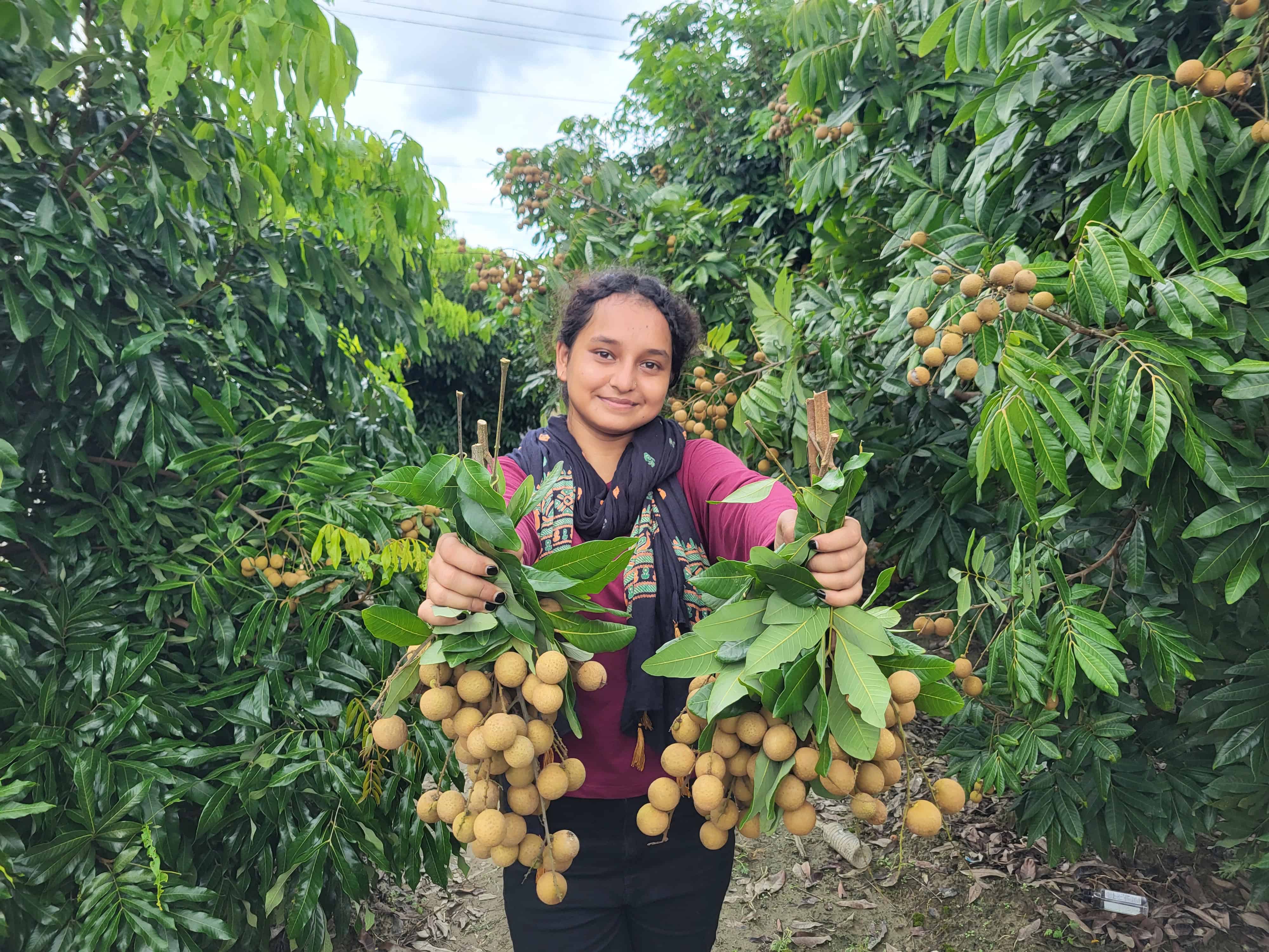 Fresh Longan Fruits and Plants from Organic Farm – Shabnam Nursery