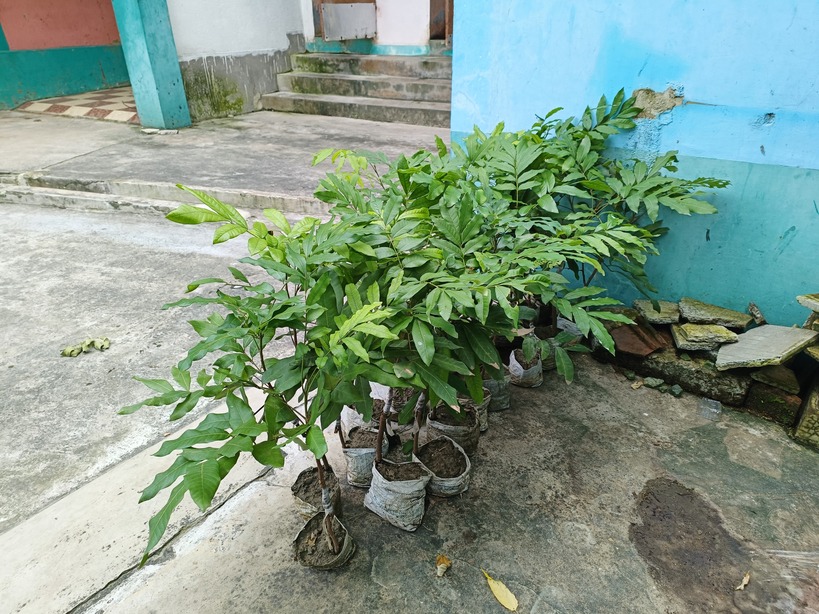 1-year-old Longan plant saplings grown from mother plants at Shabnam Nursery, India