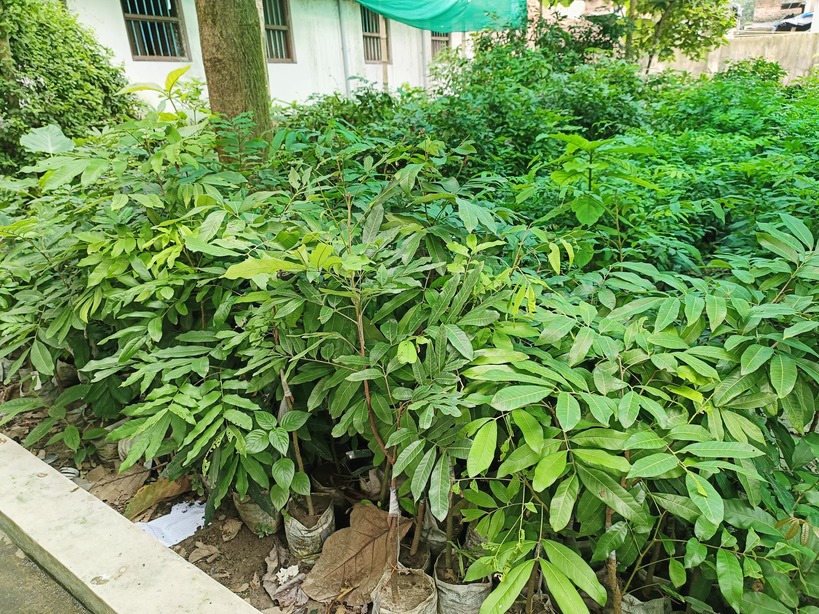 Healthy longan nursery plants suitable for commercial farming from Shabnam Nursery