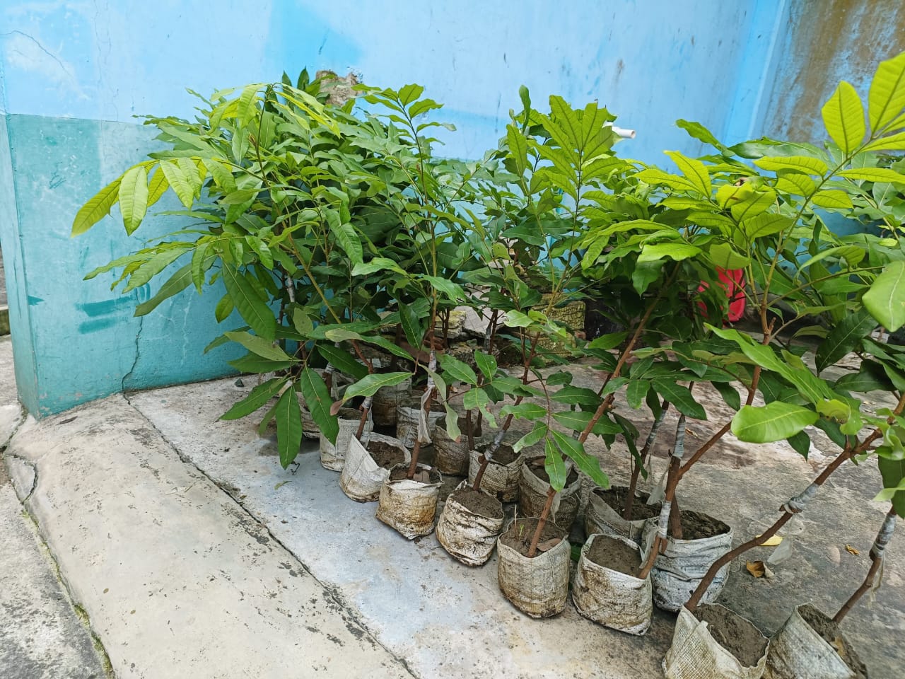 Longan plant saplings ready for plantation from Shabnam Nursery