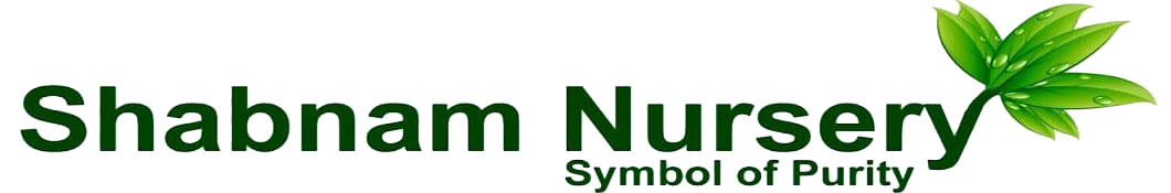 Shabnam Nursery - Longan Plants and Fruits